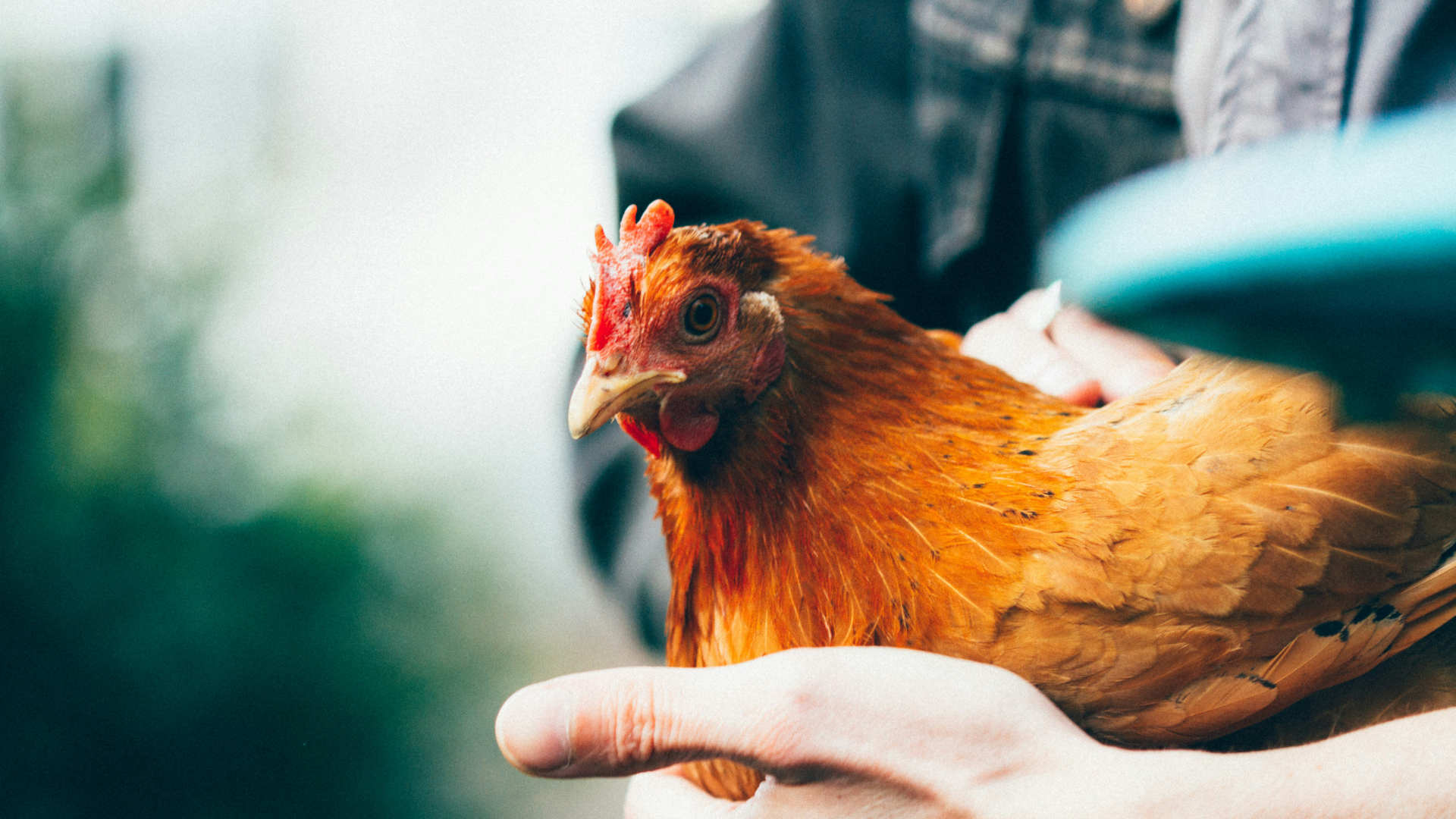 About Layer Hens